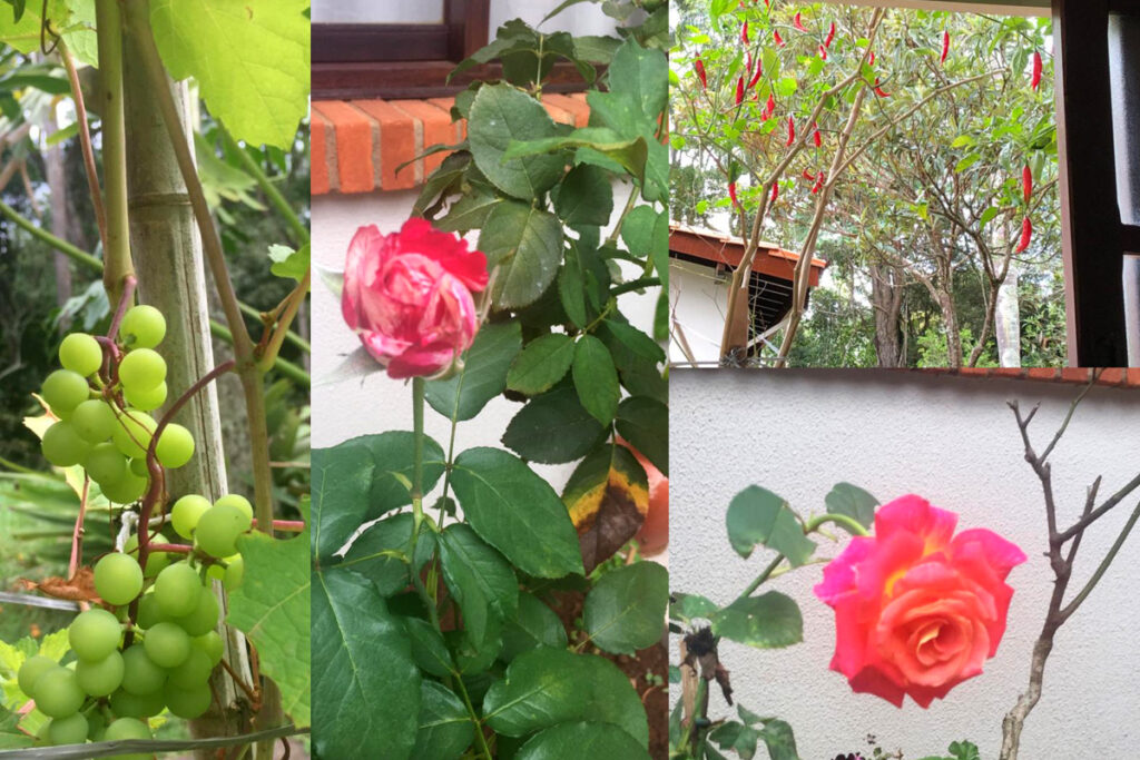 Jardim de rosas e pé de uva e pimenteira
